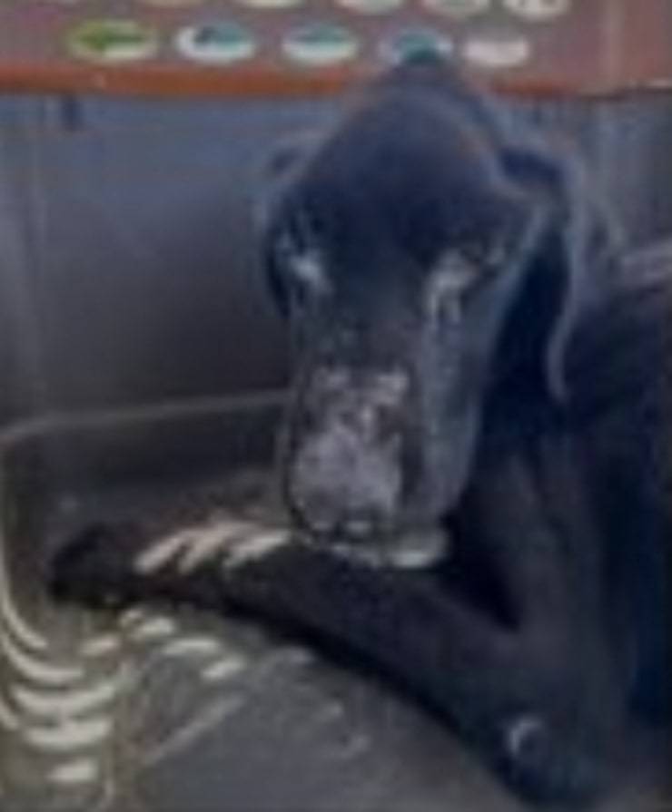 Cane ridotto talmente male da non camminare: proprietario arrestato (foto Facebook)