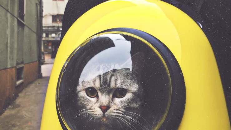 zaino gatto
