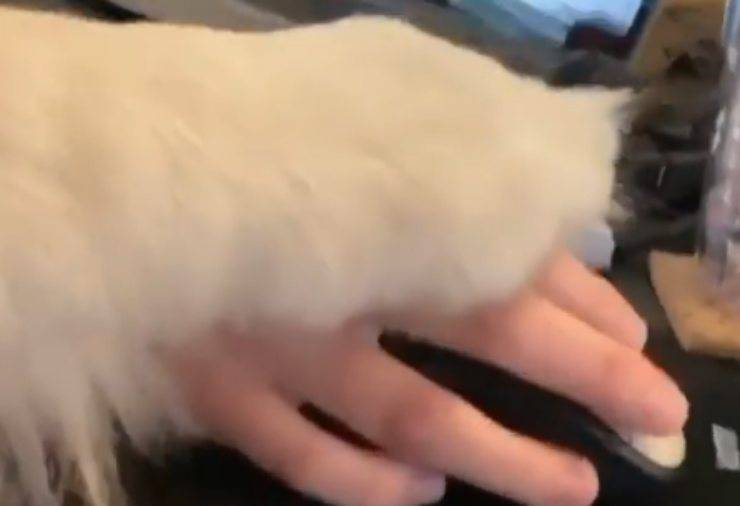 la zampa sulla mano della padrona (Foto video)