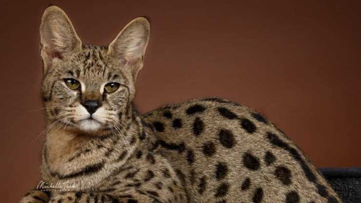 Cura Savannah