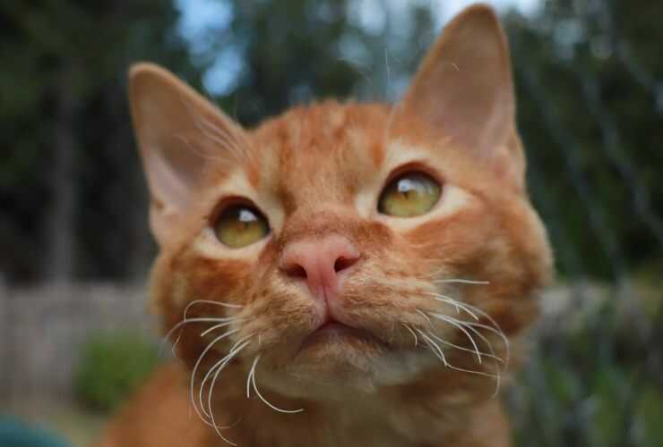 Tennessee Rex