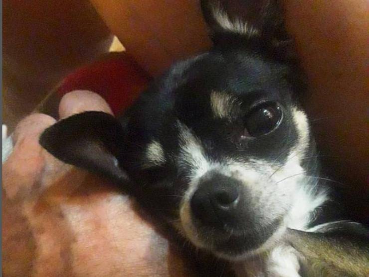 Andrea Roncato e i suoi cani