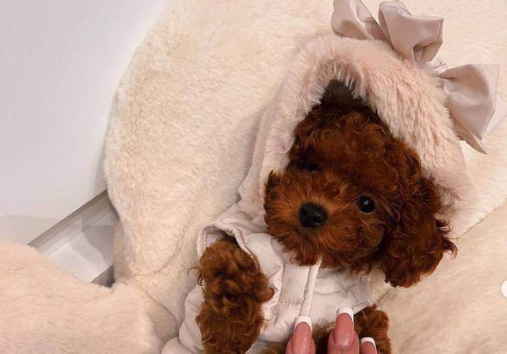 Il cane di Chiara Nasti