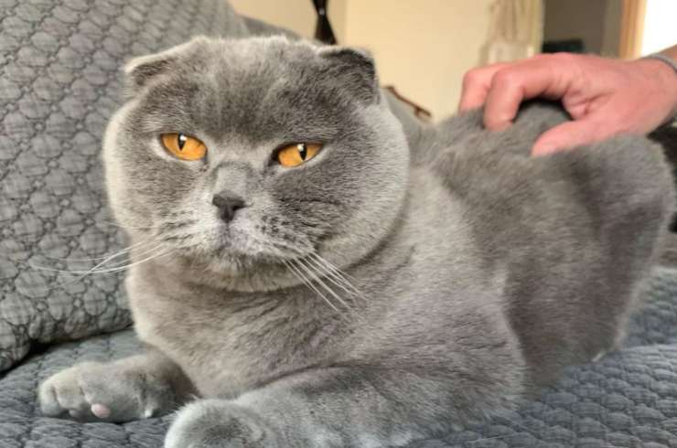 Paola Barale: chi sono i suoio cani e gatti