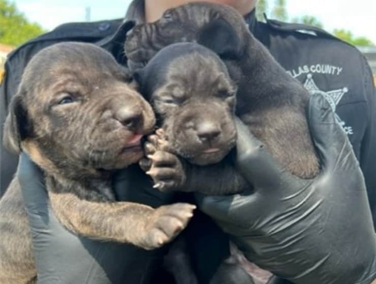 Accusato di crudeltà sugli animali e negligenza su minore 2 reati terrificanti