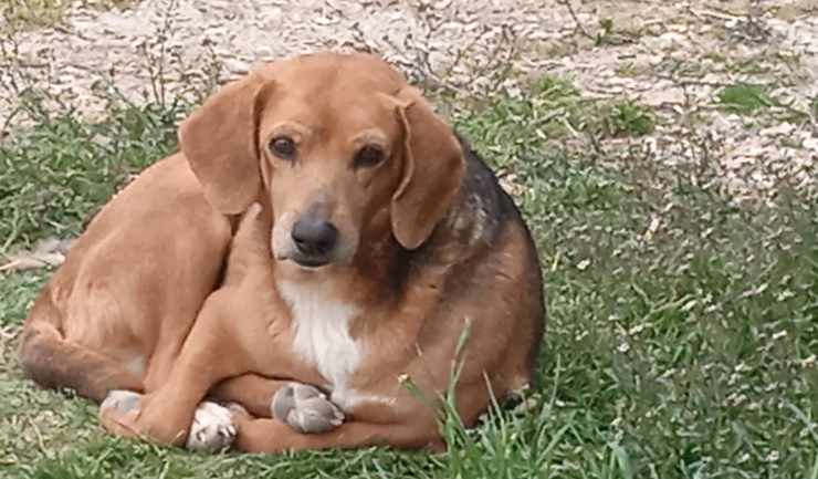 cane in primo piano (Foto Facebook)