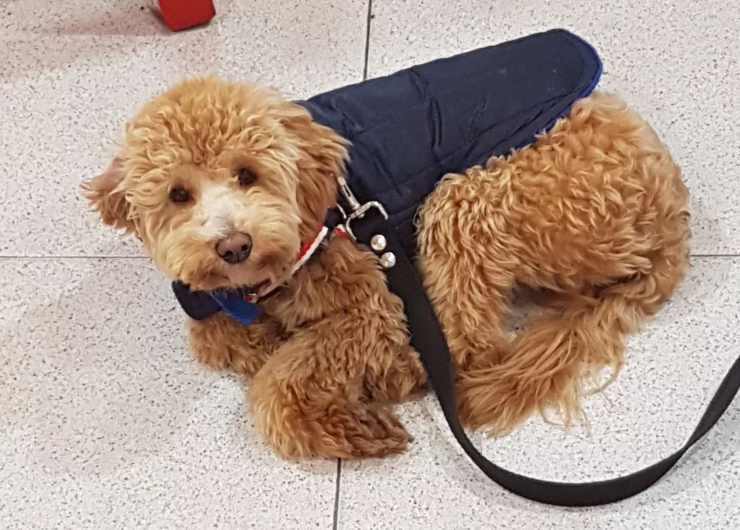 porta cane toelettatore non torna