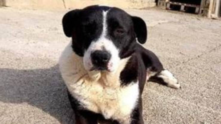 cagnolina in primo piano (Foto Facebook associazione)