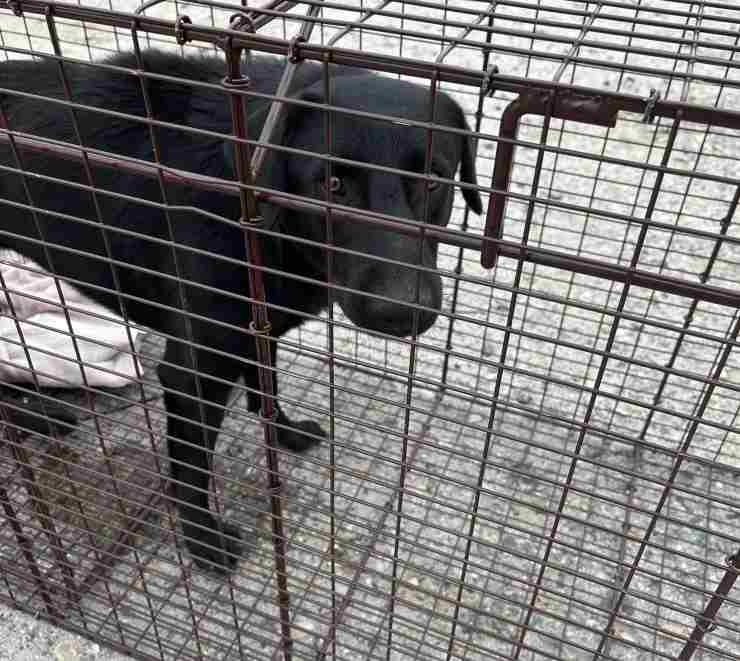 cagnolino resta rotaie treno sette giorni
