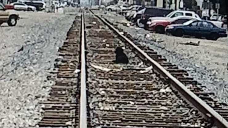 Cane seduto binari treno settimana