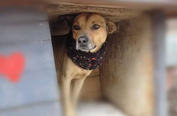 il cucciolo in cerca di adozione (Foto associazione facebook)