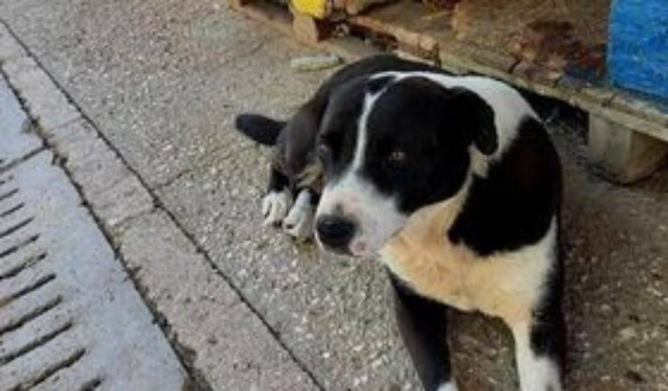 cagnolina in cerca di famiglia (Foto associazione Facebook)