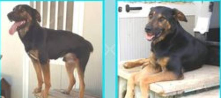 Il cane in attesa di famiglia (Foto associazione Facebook)