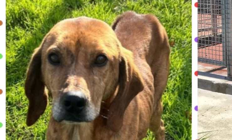 il cane Pippo in cerca di adozione (Foto associazione Facebook)