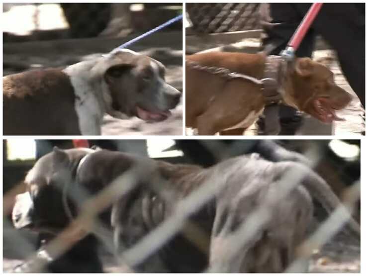 Taglia le orecchie a 17 cani senza anestesia accusato di crudeltà ( Screen Video)