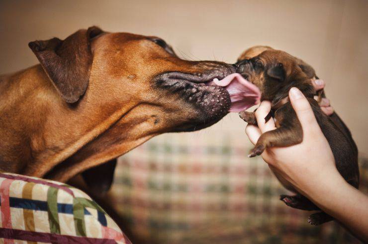 Mamma cane lecca il proprio cucciolo tenuto in mano da una persona Quando i cuccioli possono essere separati dalla madre: cosa stabilisce la legge