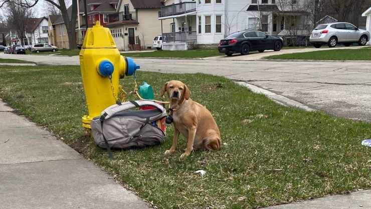 cagnolina trova la felicità