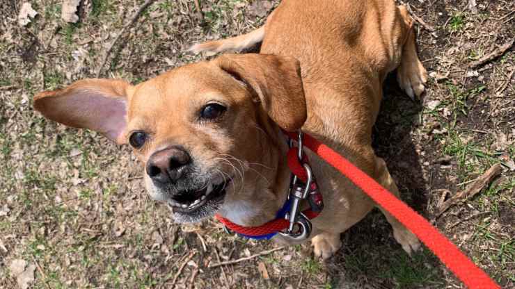 cagnolina abbandonata