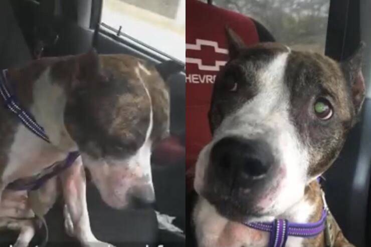Cagnolina tradita dalla sua famiglia (Screen video Youtube Animal Shelter)