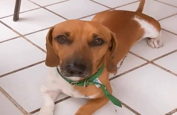 cane rovescia torta compleanno proprietaria