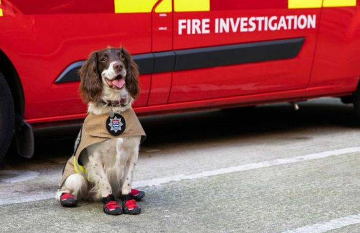 cane eroe lizza premio catturato due assassini