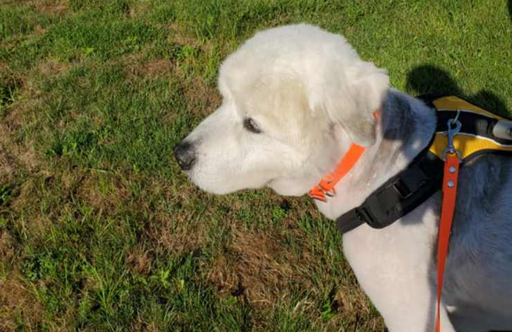 cane abbandonato biglietto storia tristissima