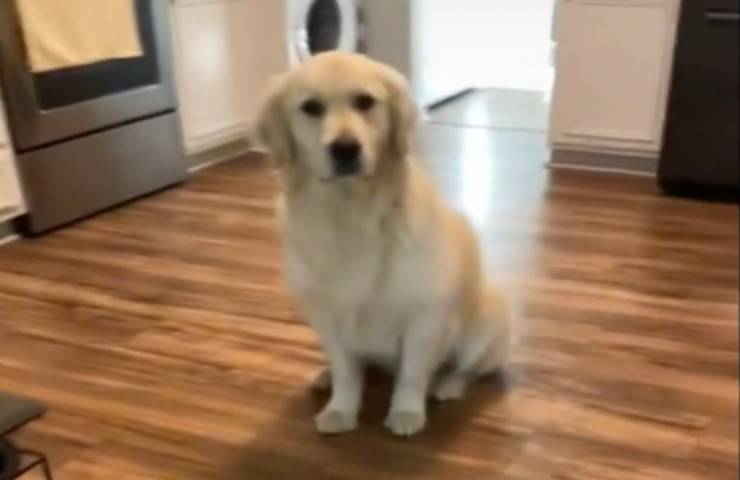 Cane paziente aspettare 20 minuti mangiare video