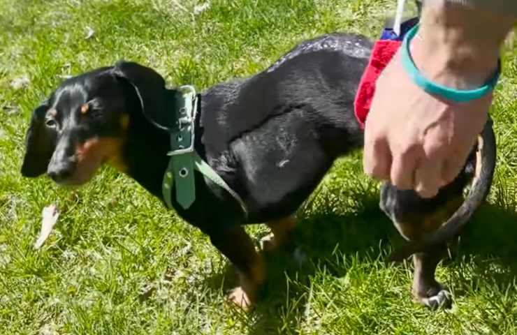 cane influencer operato perso uso zampe posteriori