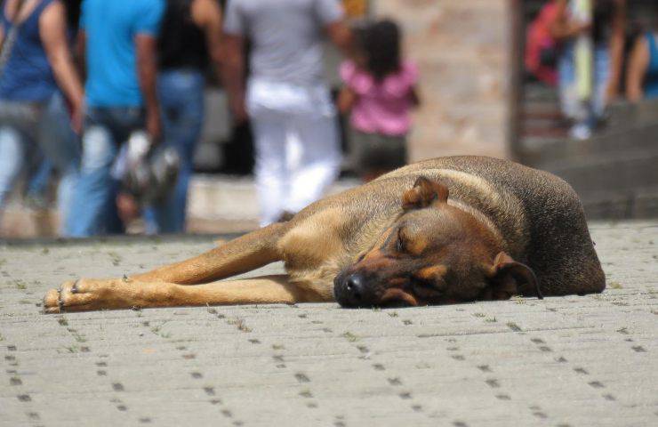 proprietario prende decisione importante dopo che cane viene abbandonato