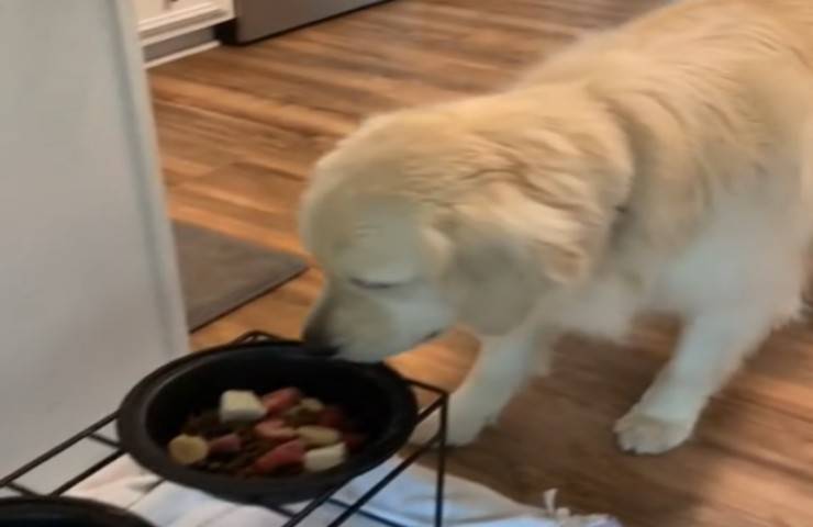 Cane paziente aspettare 20 minuti mangiare video