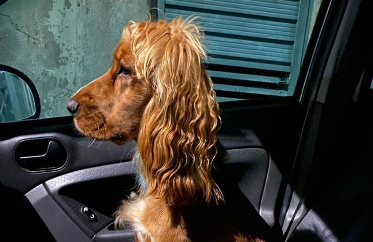 cane domestico pettinato come umano