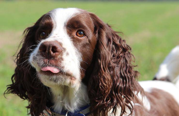 animali addestrati catturano colpevoli assassini incendio Londra