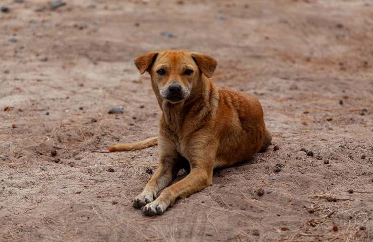 suocera decide abbandonare cane uomo prende decisione