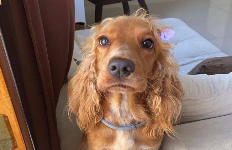 cagnolina capelli più belli famosa web