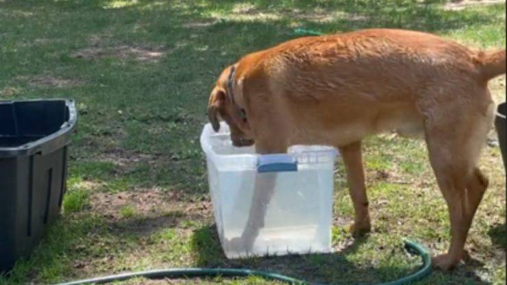 cane entra in vasca troppo piccola video
