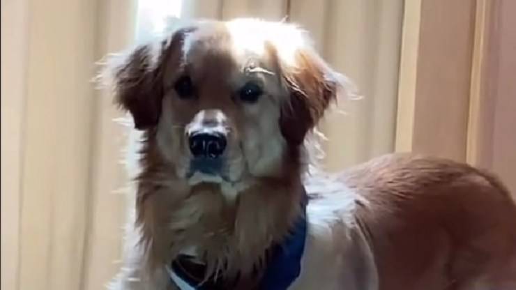 cane virale tik tok
