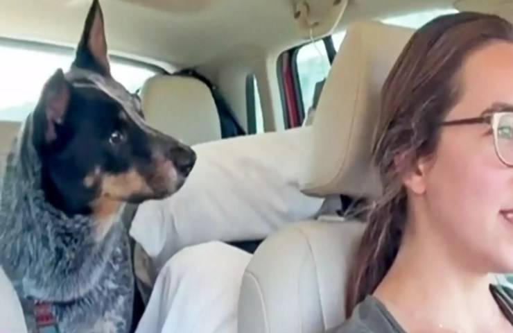 cane euforico scopre sta andando nonni video