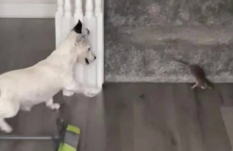 donna travaglio cane trova topo divano video