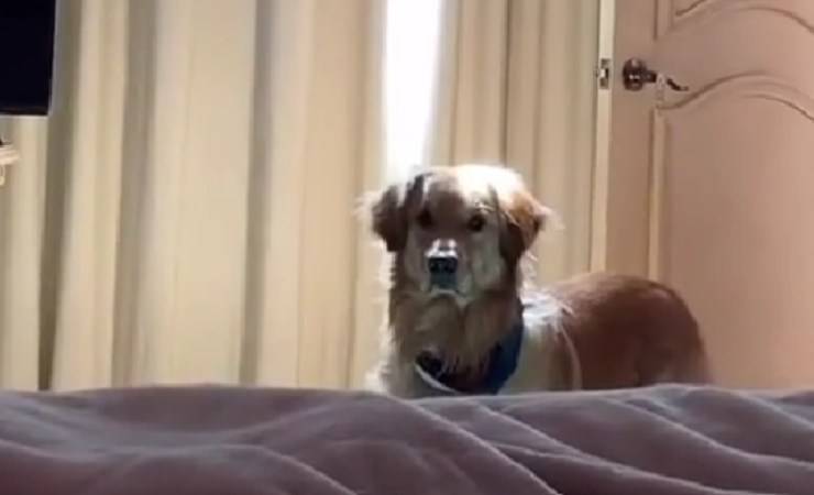 Cane triste tik tok