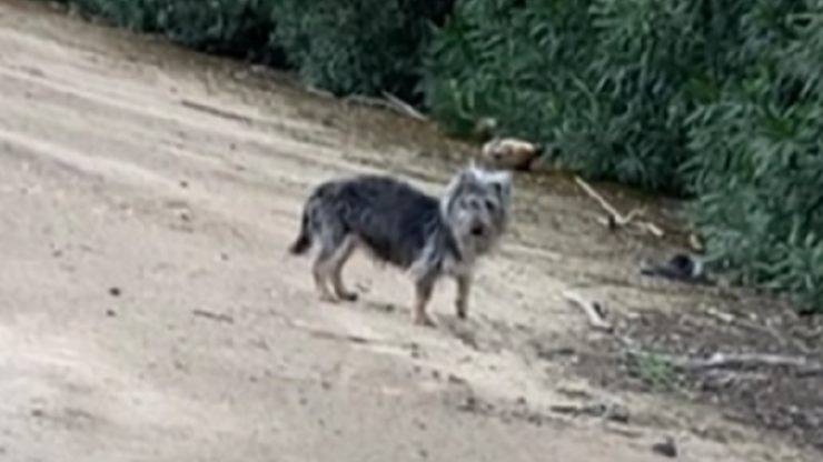 cane randagio salvato