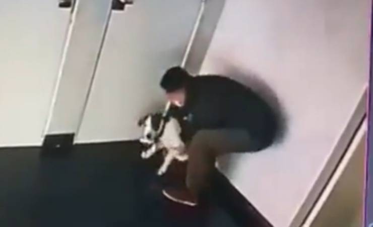 cane preso a pugni video