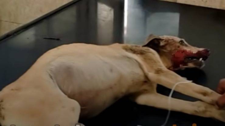cane lotta per la vita
