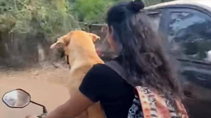 cane guida moto video