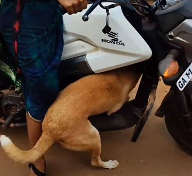 cane india video