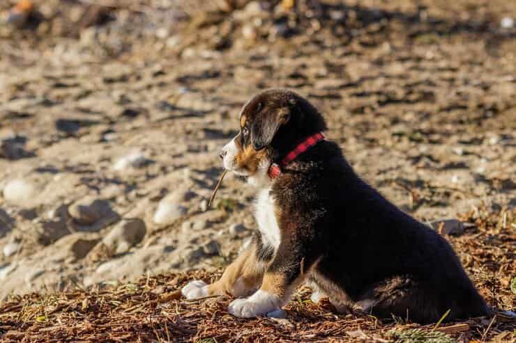 Cane spiaggia (Foto Pixabay)