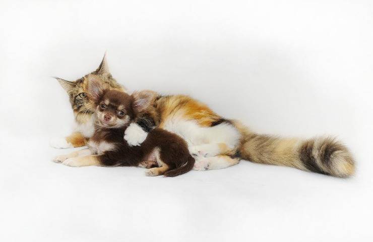 avanzata proposta legge concretizzare tutela animali