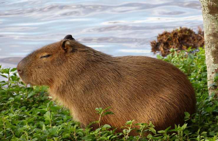 capibara arrivano zoo portano nomi Encanto