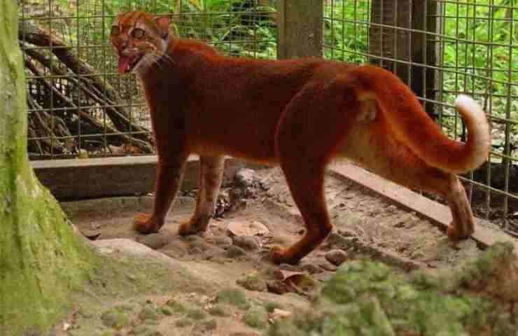 avvistato raro gatto tibetano