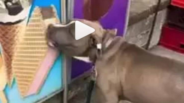 il cane "furbetto" (Foto video Instagram)