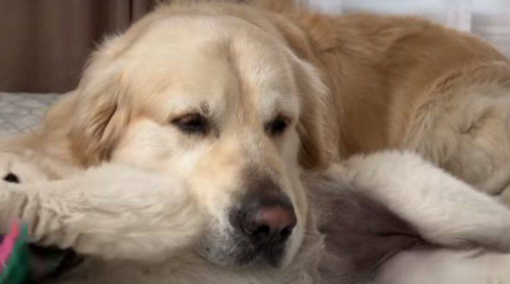 cane in primo piano (Foto video)